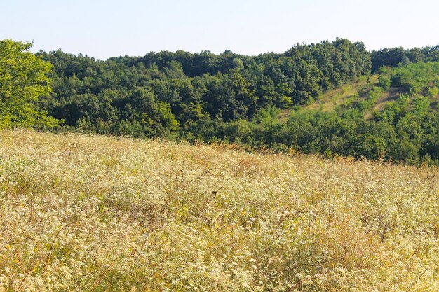 Paysage d'été avec prairie, arbres et collines