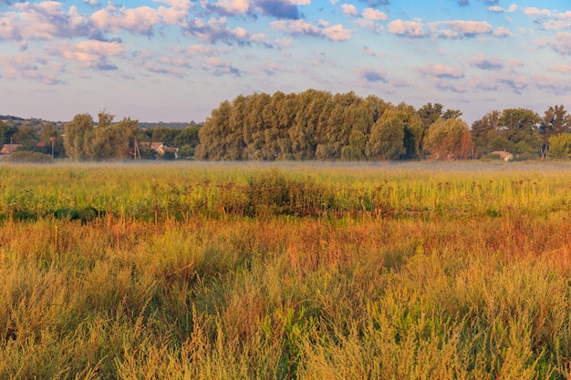 Paysage d'été avec prairie brumeuse verte, arbres et ciel. Brouillard sur la prairie au matin