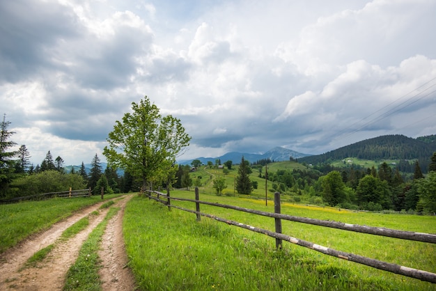 Paysage d'été d'une prairie verte sur une colline surplombant une dense forêt de conifères