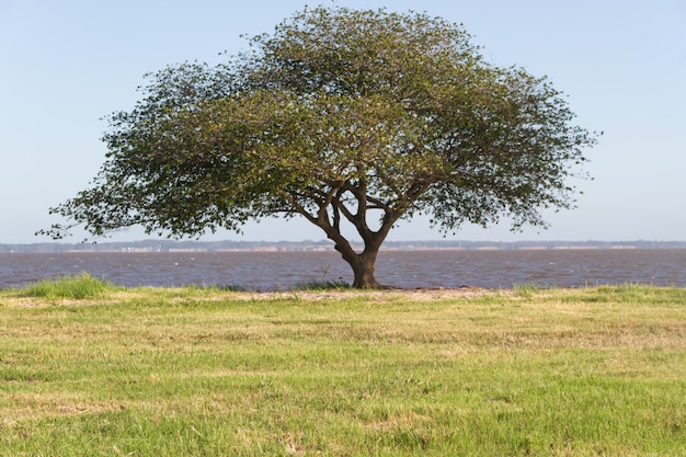 paysage d&#39;été sur les rives de la rivière