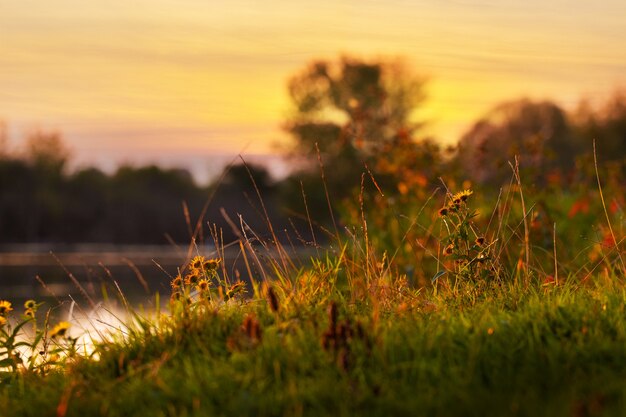 Paysage d'été avec la rivière pendant le coucher du soleil dans des tons dorés