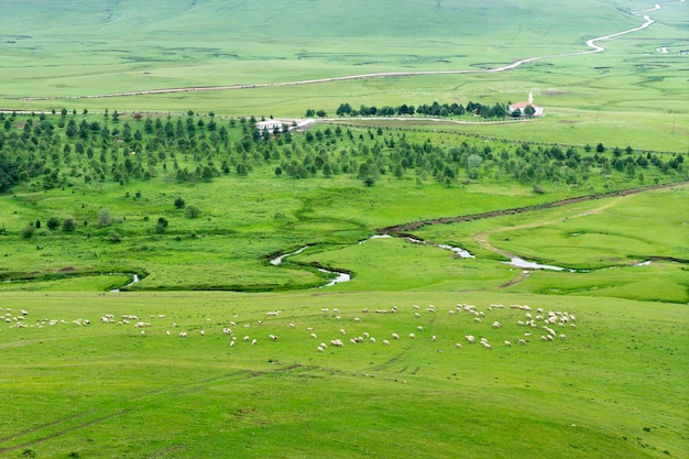 Paysage d'été rural avec des moutons dans les hautes terres de Persembe -Ordu - Turquie