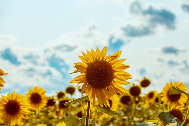 Paysage d'été avec des tournesols Beau champ de tournesols