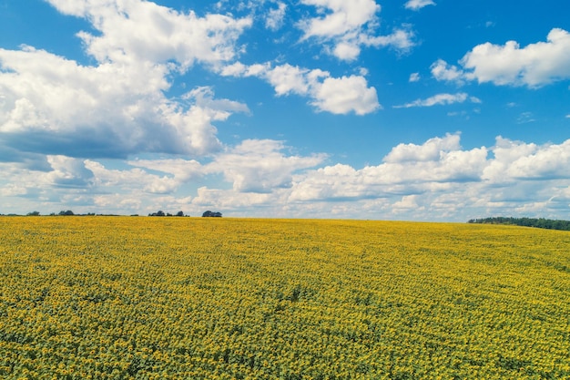 Paysage d'été avec des tournesols et un ciel magnifique Champ de tournesols pittoresque vue aérienne Paysage rural Fond de nature