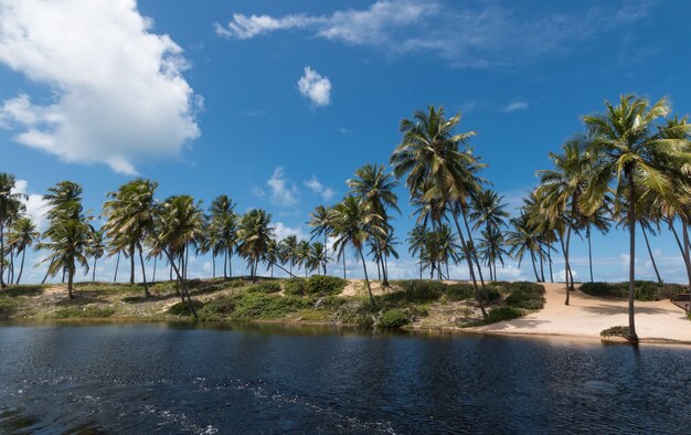 Paysage d'été tropical avec cocotiers et ciel bleu.