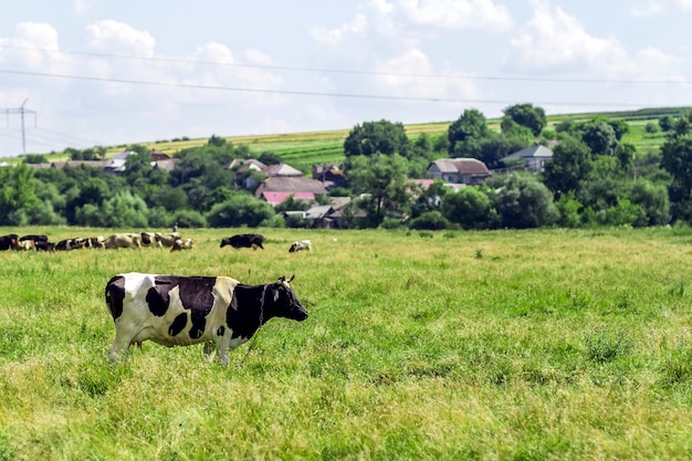 Paysage d'été avec vache paissant sur des pâturages verts