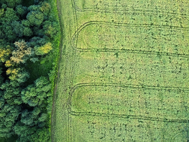 Paysage d'été - vue aérienne du champ cultivé vert avec forêt