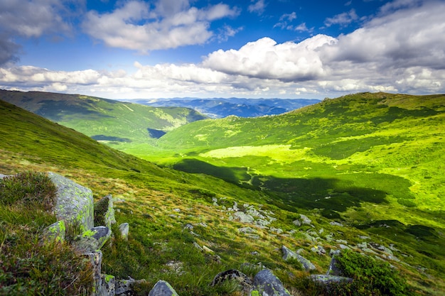 Paysage d'été.