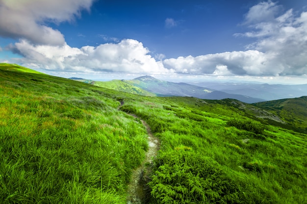 Paysage d'été.