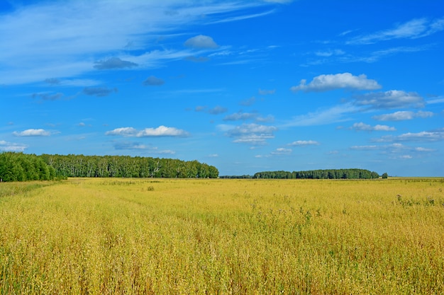 Paysage d&#39;été