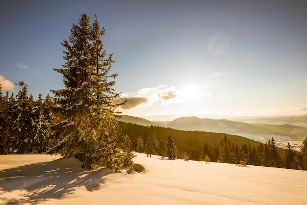 Paysage fascinant de forêt dense de conifères poussant sur des collines enneigées sur fond de ciel bleu et de nuages blancs lors d'une journée d'hiver glaciale et ensoleillée. Concept de station de ski et trekking