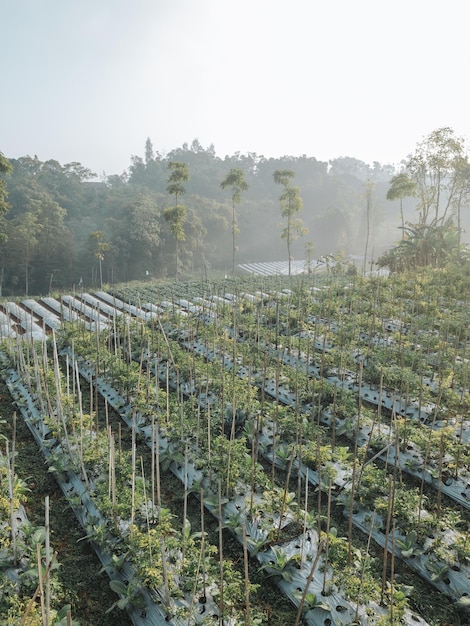 Photo le paysage d'une ferme de chili entrecoupé de tabac et de forêt à magelang, en indonésie