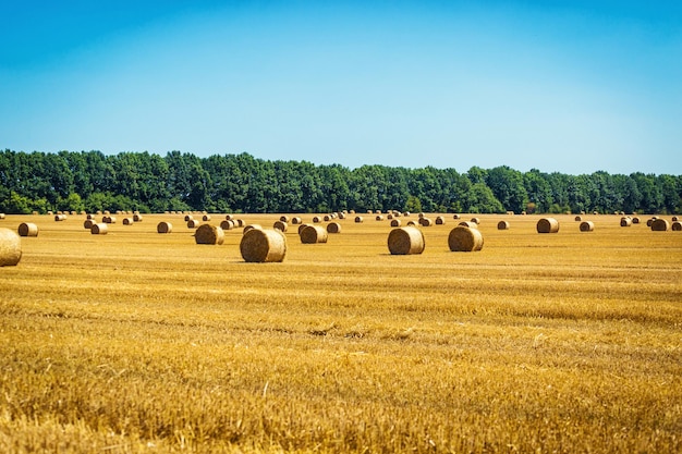 Paysage de ferme d'été avec botte de foin sur fond de beau coucher de soleil dans le champ comme concept d'agriculture
