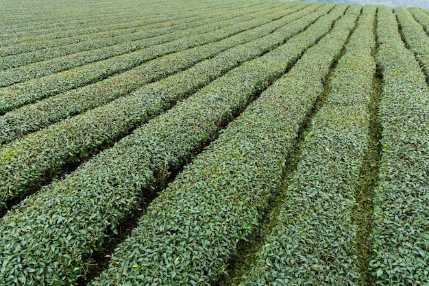 Le paysage d'une ferme de thé frais cru