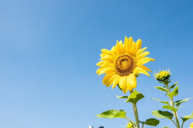 Paysage de ferme de tournesols avec des fleurs jaunes dans la journée