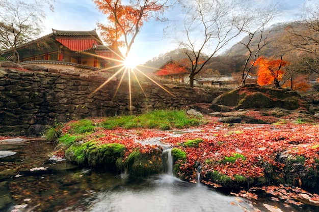 Paysage de feuilles d'automne