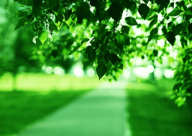 Paysage de feuilles vertes horizontales avec fond de route