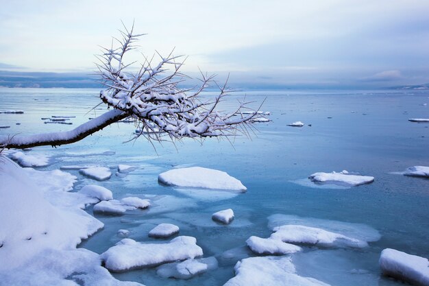 Paysage de fjord d'hiver norvégien avec arbre et glace