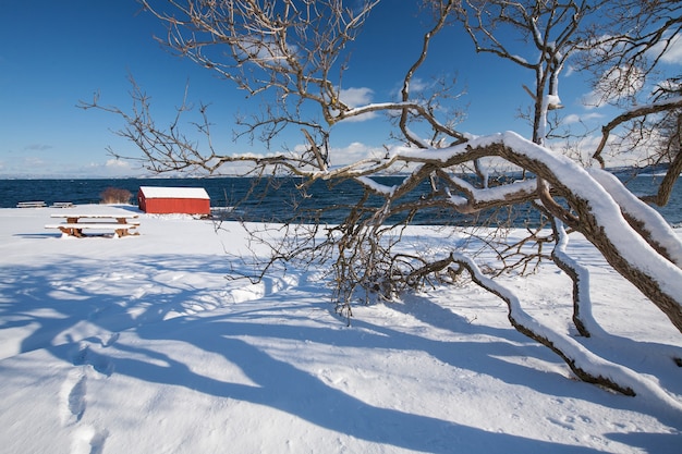 Paysage de fjord d'hiver norvégien avec arbre