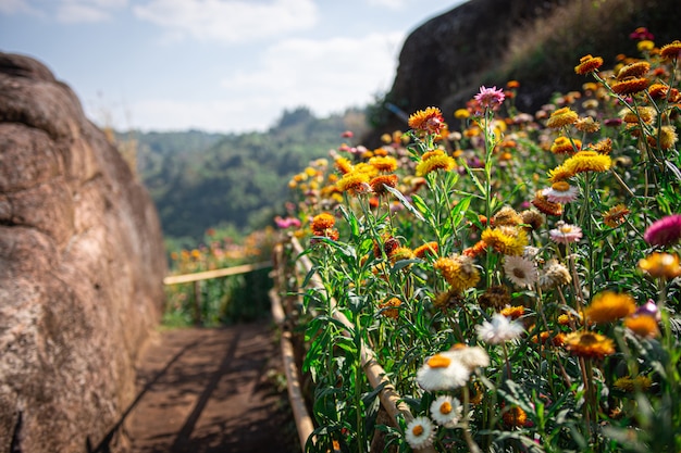 Paysage de fleurs colorées