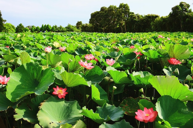 Paysage de fleurs de lotus qui fleurissent dans l'étang par une journée ensoleillée