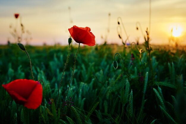 Paysage avec des fleurs de pavot en fleurs contre le ciel coucher de soleil