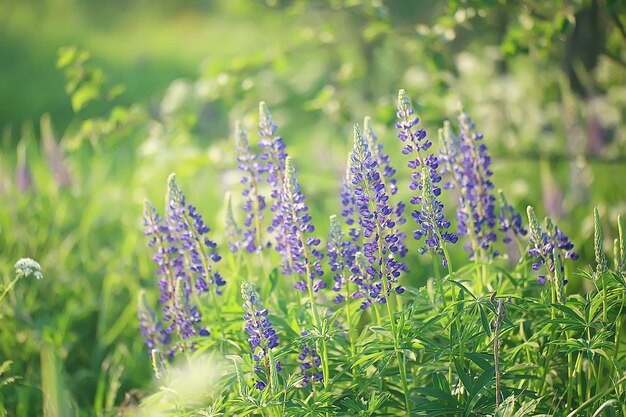 paysage fleurs sauvages / grand champ et ciel paysage dans le village, fleurs violettes faune