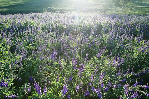 paysage de fleurs sauvages / grand champ et paysage de ciel dans le village, faune de fleurs violettes