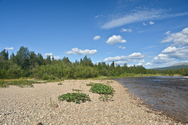 Paysage fluvial d'été dans le parc national du Nord