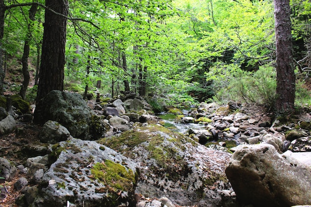 Paysage fluvial forestier