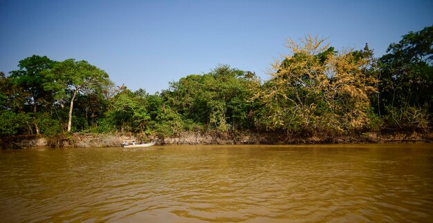 Paysage fluvial et junglePantanal Brésil