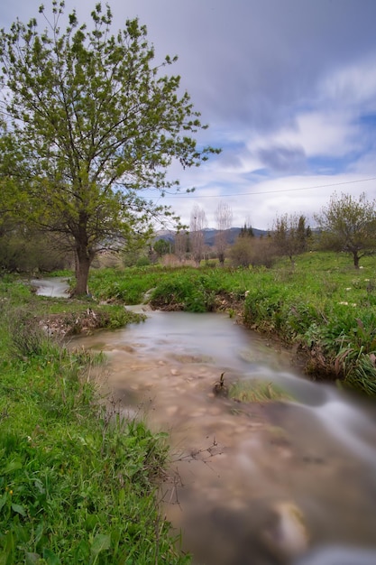 paysage fluvial avec des plantes vertes luxuriantes