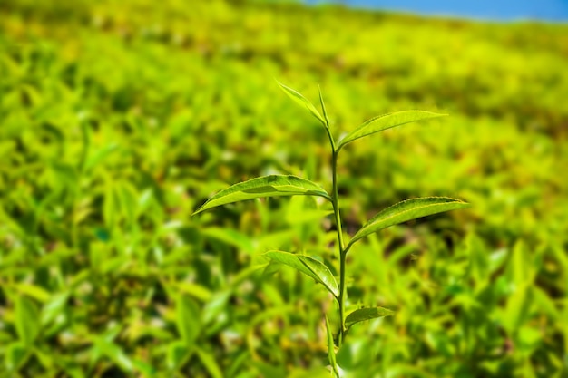 Paysage de fond nature plantation de thé