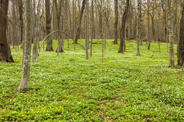 Paysage forestier avec des anémones blanches en fleurs