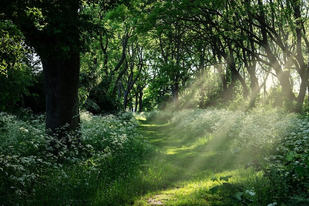 Paysage forestier avec arbres et chemin dans les rayons du soleil été parc nature fond