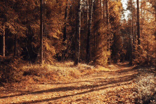 paysage forestier d'automne, arrière-plan abstrait vue d'octobre dans les arbres jaunes, nature d'automne