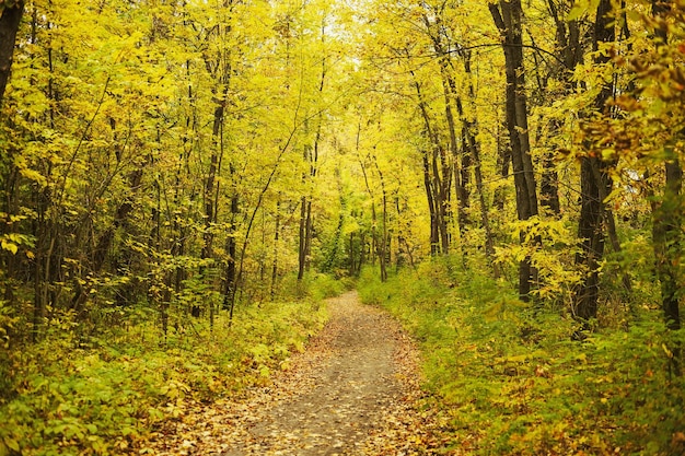 Paysage forestier en automne chaud