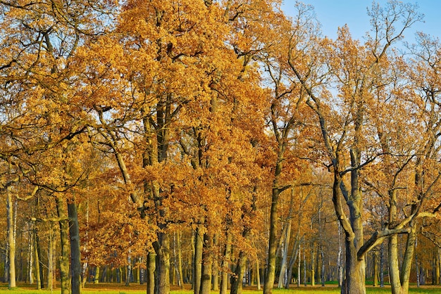 Paysage forestier d'automne de chênes au feuillage jaune