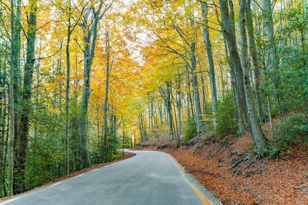 Paysage forestier d'automne doré sous les rayons lumineux du soleil Paysage rural avec une lumière chaude