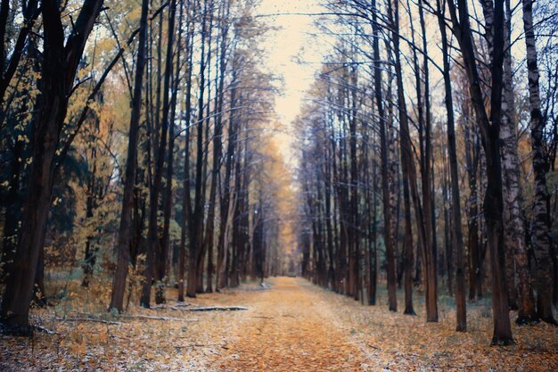 paysage forestier d'automne doré, vue sur la forêt mixte, taïga, nature en octobre