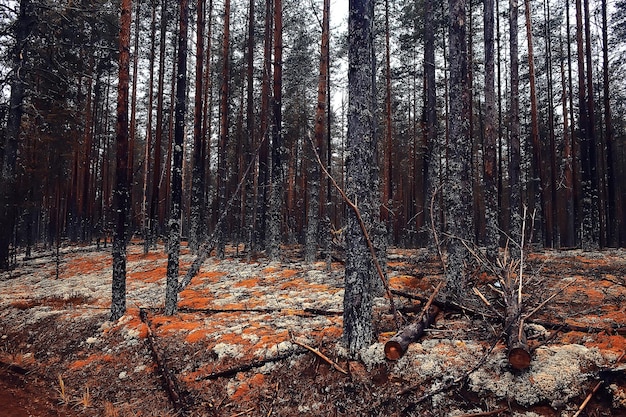 paysage forestier d'automne / forêt jaune, arbres et feuilles paysage d'octobre dans le parc