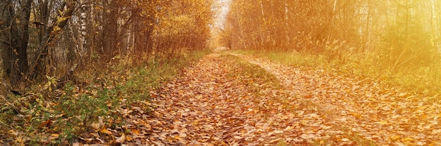 Paysage forestier d'automne. route forestière ouverte parsemée de feuillage tombé rouge jaune orange et d'arbres avec des feuilles qui tombent sur le côté du chemin. voyager en russie. bannière. éclater