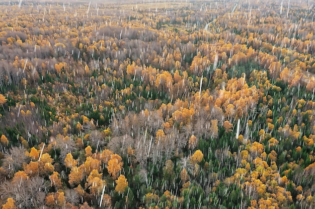 paysage forestier d'automne, vue depuis un drone, photographie aérienne vue d'en haut dans le parc d'octobre