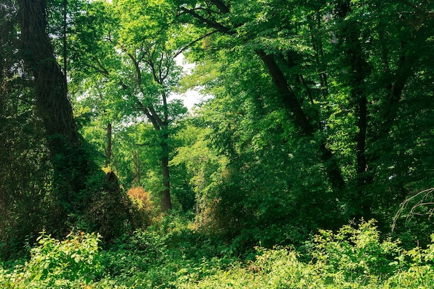 Photo paysage forestier bosquets d'arbres entrelacés de lianes dans une forêt de feuillus subtropicale