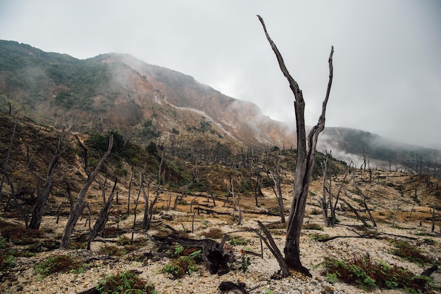 Paysage forestier brûlé mort après éruption volcanique
