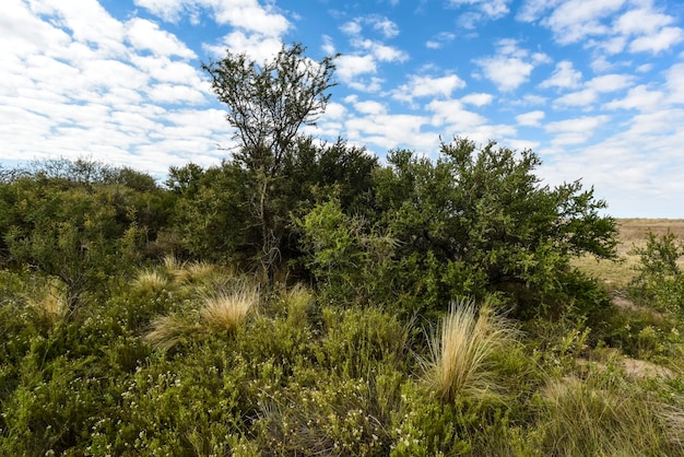 Paysage forestier de Calden La Pampa province Patagonie Argentine