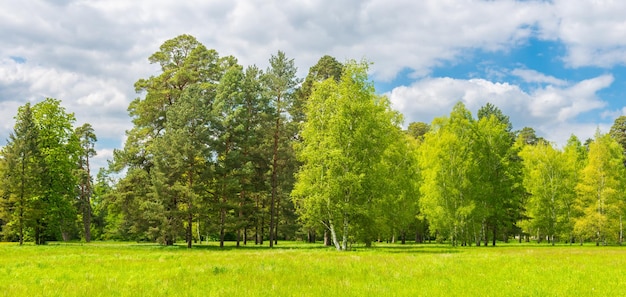 Paysage forestier et champ vert