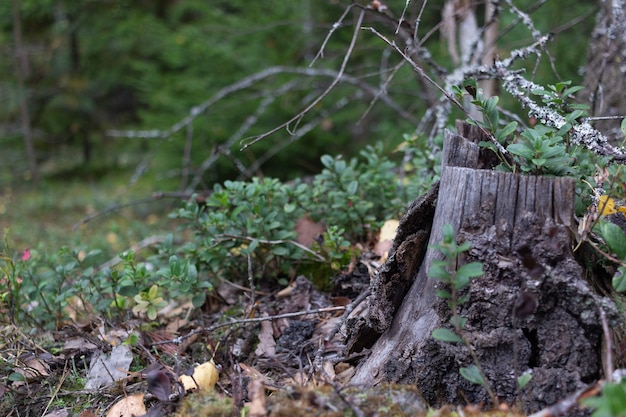 paysage forestier avec champignons et mousse