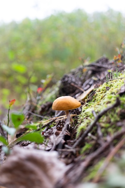 paysage forestier avec champignons et mousse