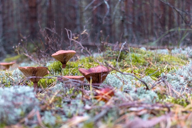 paysage forestier avec champignons et mousse